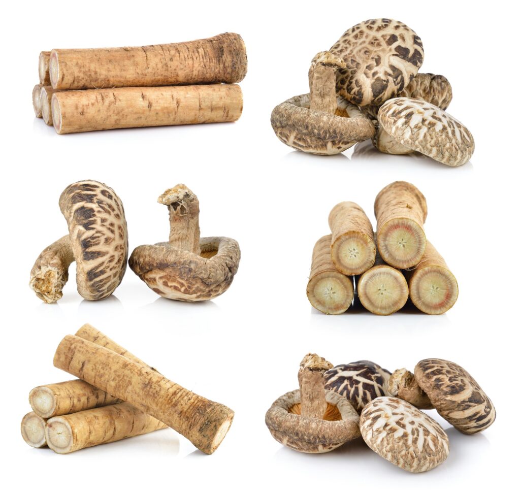 Fresh Burdock roots and shiitake mushroom on white background